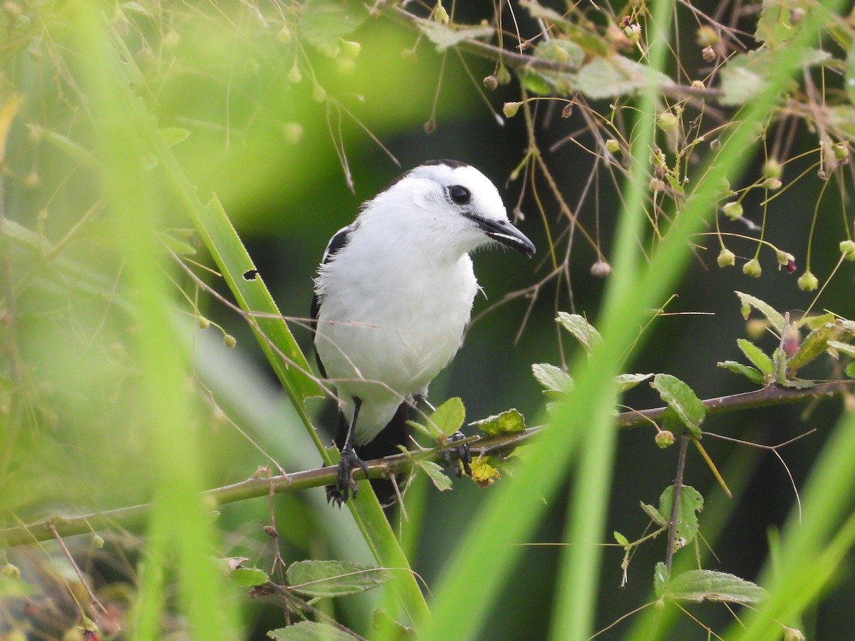 Pied Water-Tyrant - ML618050184