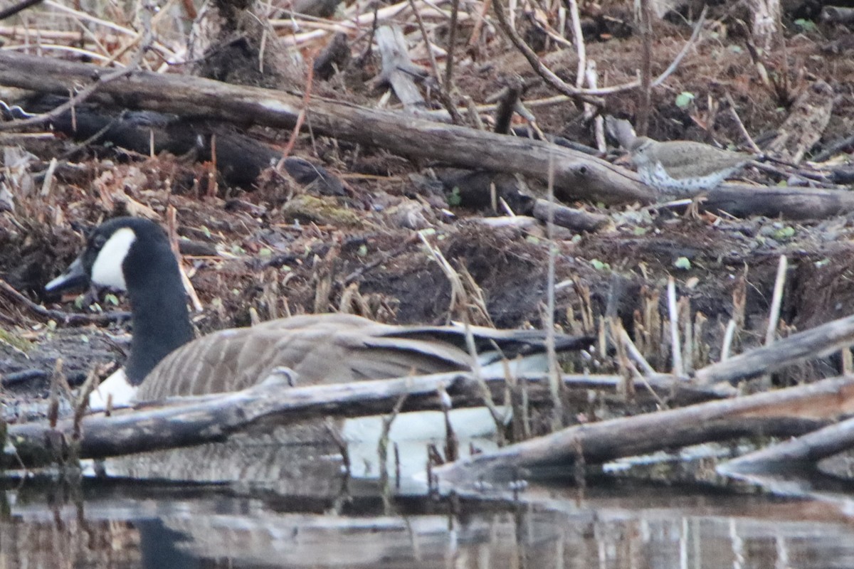 Spotted Sandpiper - ML618050187