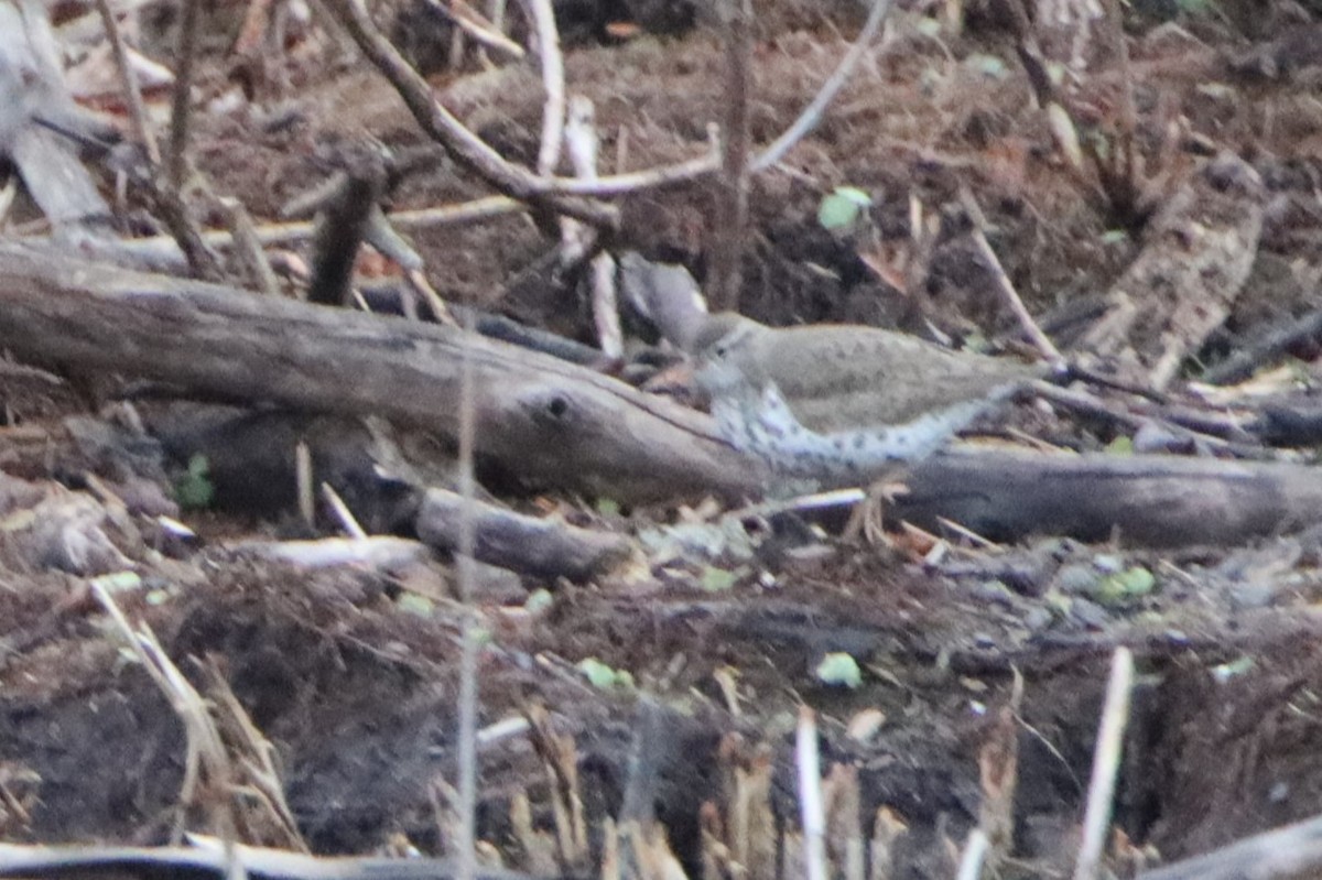 Spotted Sandpiper - ML618050198