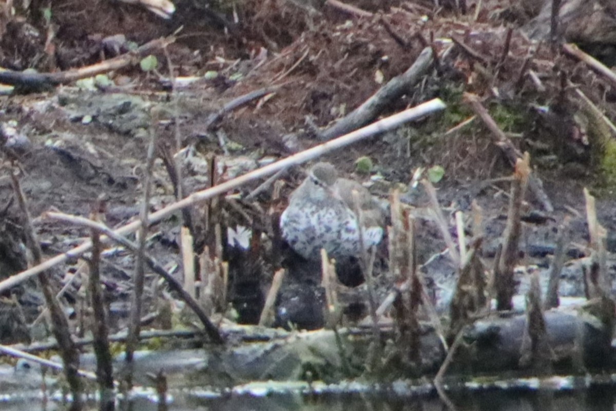 Spotted Sandpiper - ML618050216