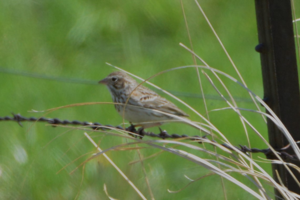 Vesper Sparrow - ML618050222