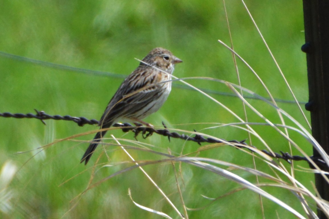 Vesper Sparrow - ML618050223