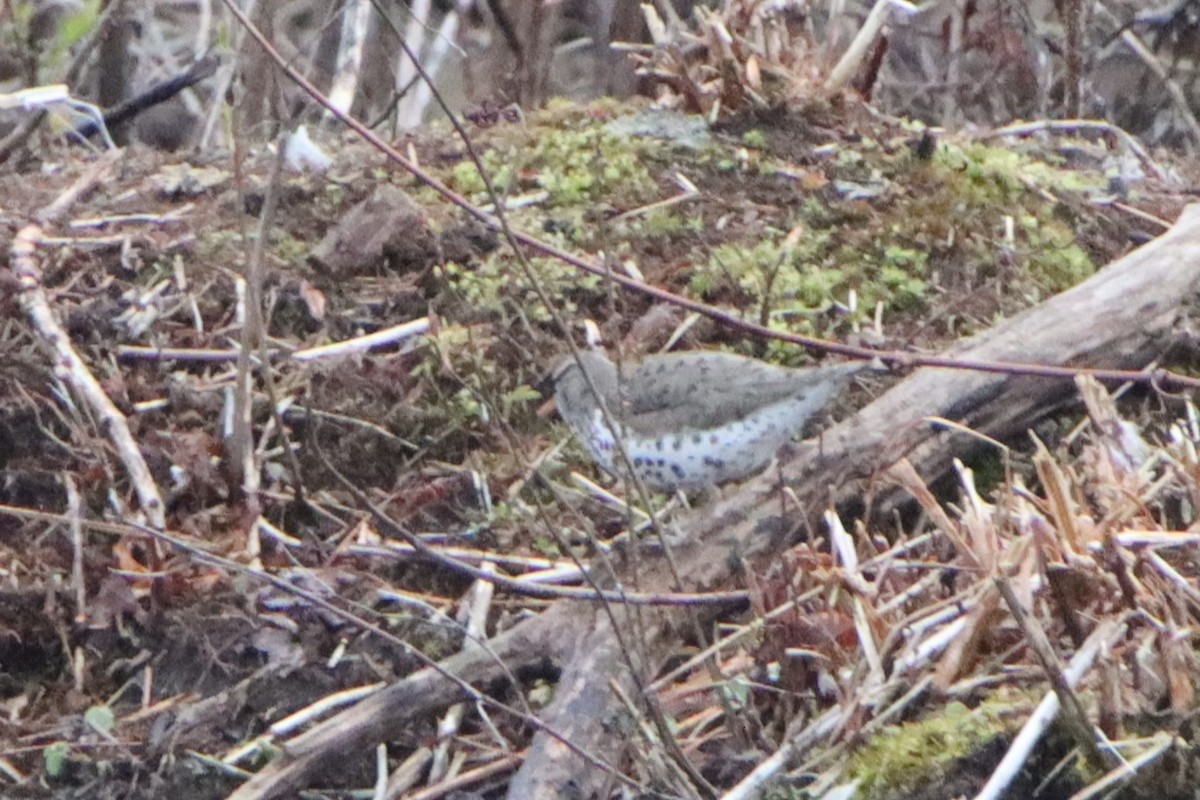 Spotted Sandpiper - ML618050224