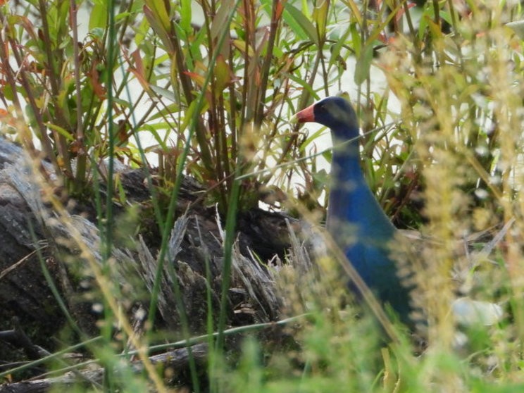 Purple Gallinule - ML618050273