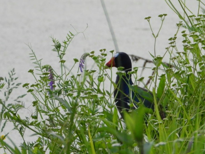 Purple Gallinule - ML618050274