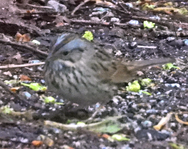 Lincoln's Sparrow - ML618050278