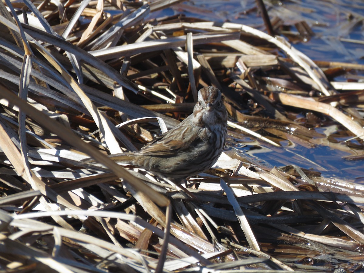 Song Sparrow - Curtis Mahon