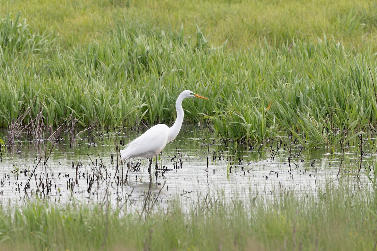 Great Egret - ML618050299