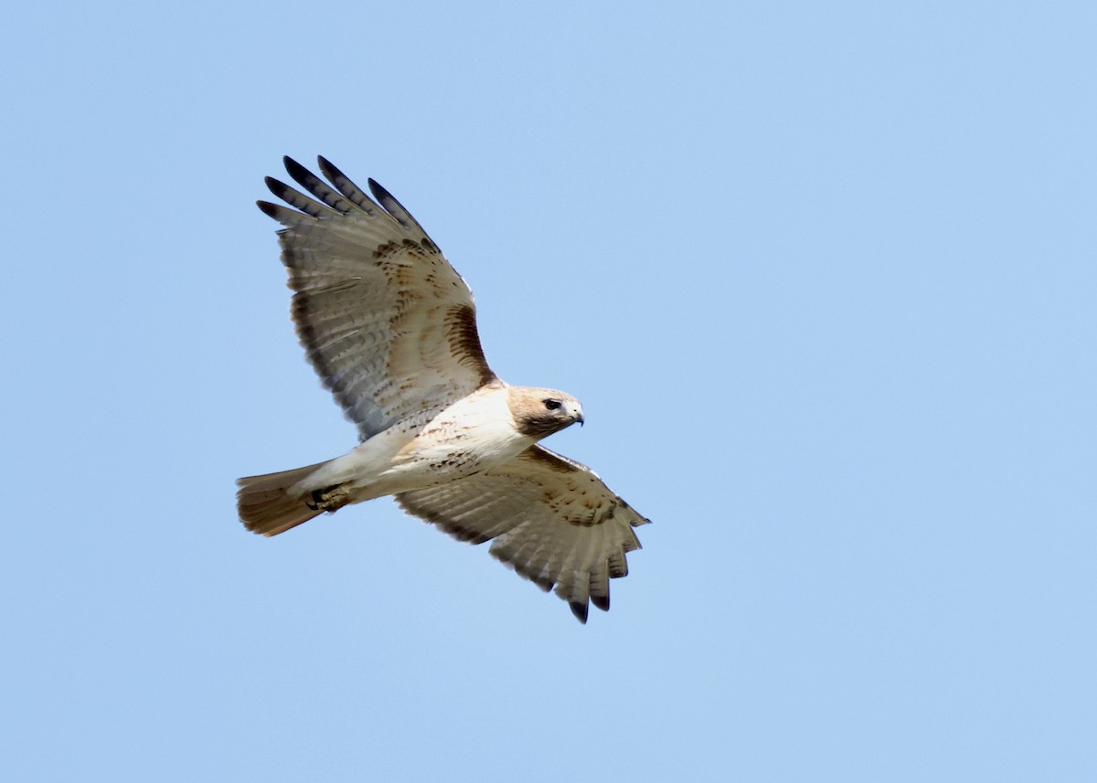 Red-tailed Hawk - ML618050310