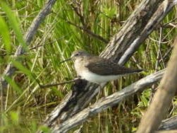 Solitary Sandpiper - ML618050338