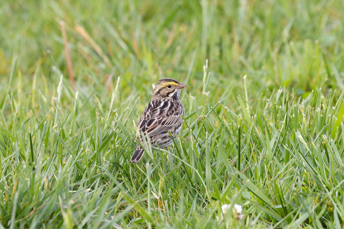 Savannah Sparrow - ML618050339