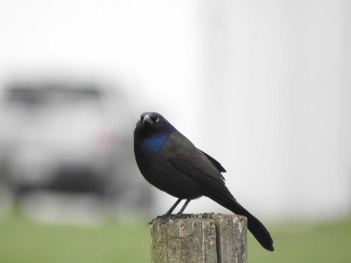 Common Grackle - Ron Marek