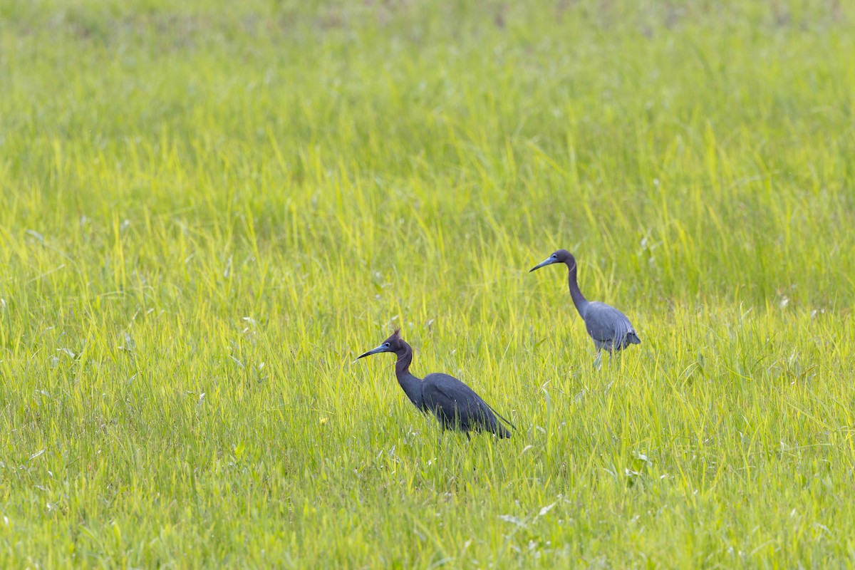 Little Blue Heron - ML618050386