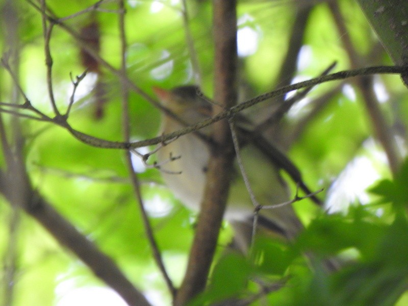 Western Flycatcher (Pacific-slope) - ML618050417