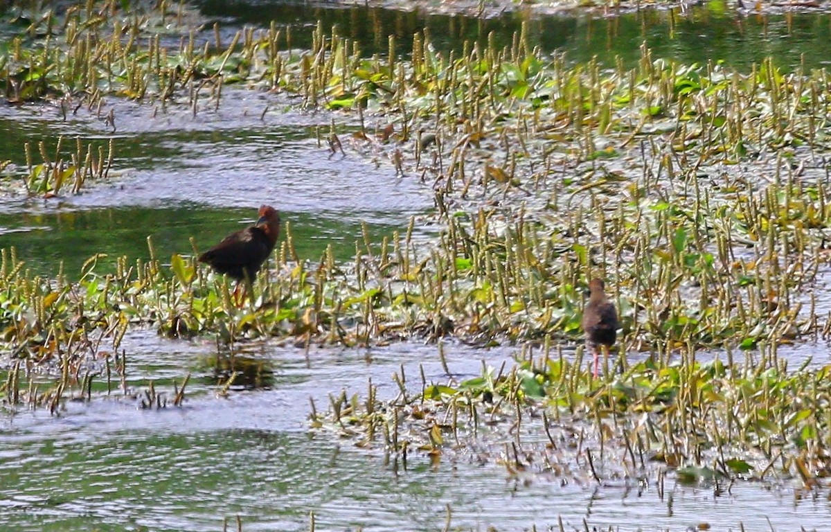 Ruddy-breasted Crake - ML618050446