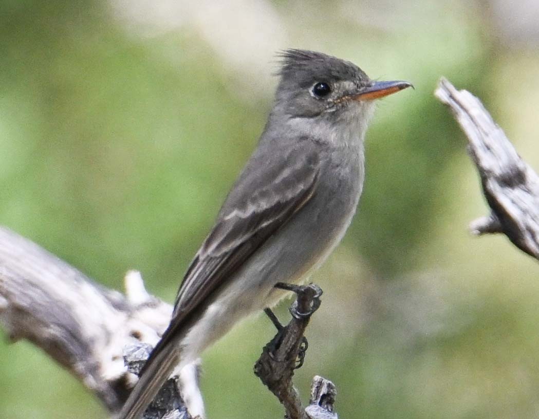 Greater Pewee - ML618050452