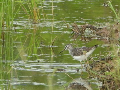 Solitary Sandpiper - Sandy Graves