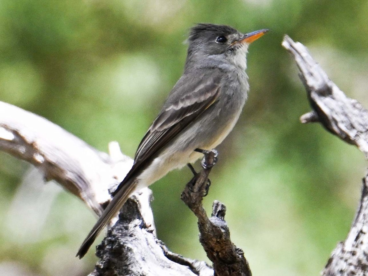 Greater Pewee - ML618050495