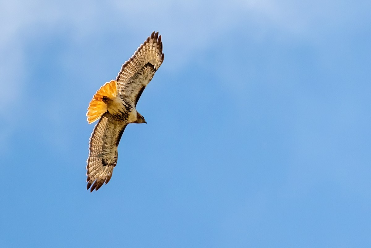 Red-tailed Hawk - ML618050498