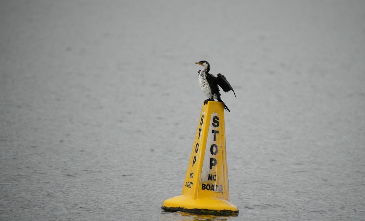 Little Pied Cormorant - ML618050500