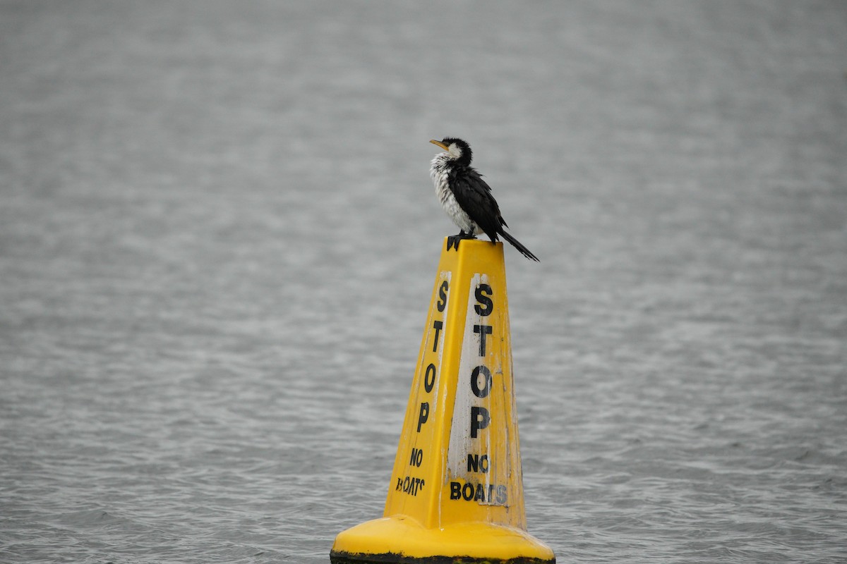 Little Pied Cormorant - ML618050501