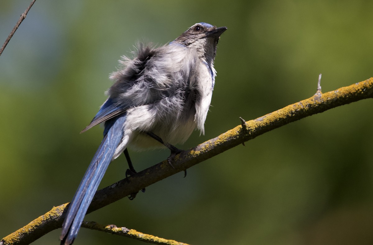 California Scrub-Jay - ML618050504