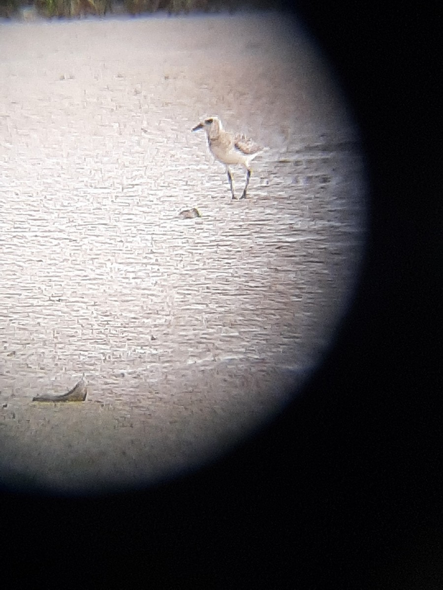 Black-bellied Plover - ML618050518