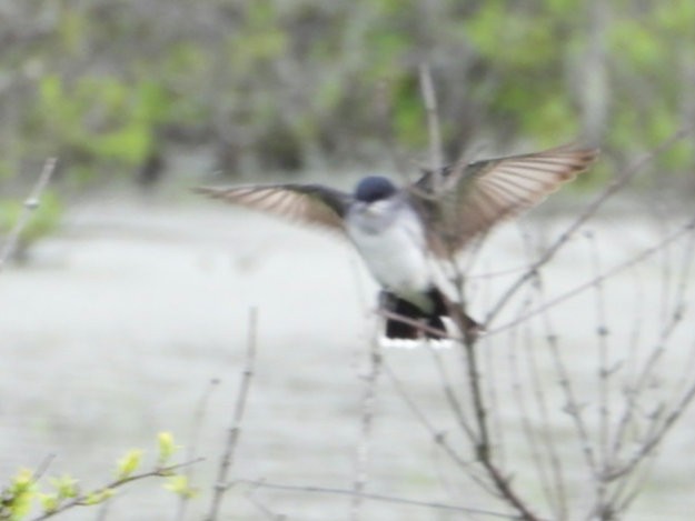 Eastern Kingbird - ML618050523