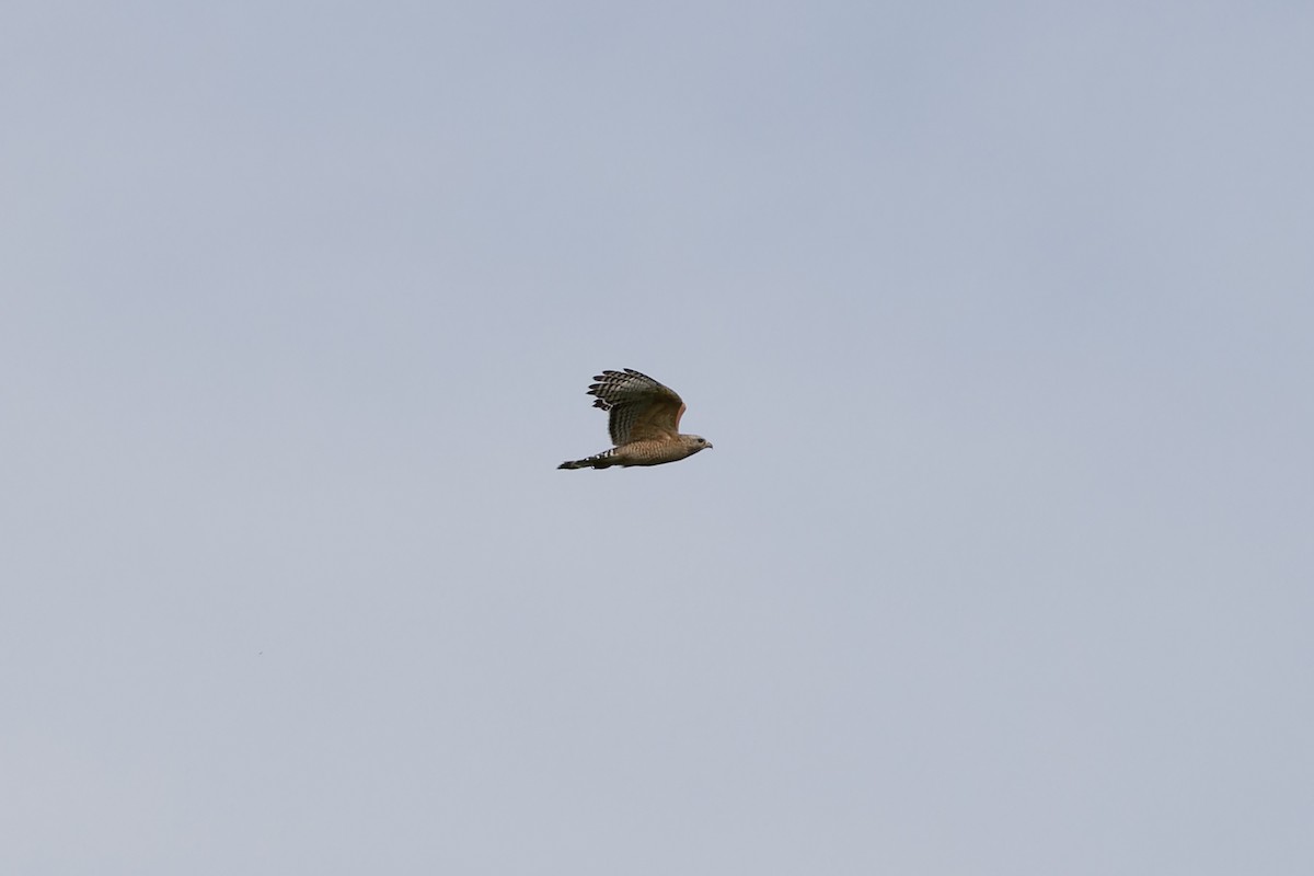 Red-shouldered Hawk - ML618050542