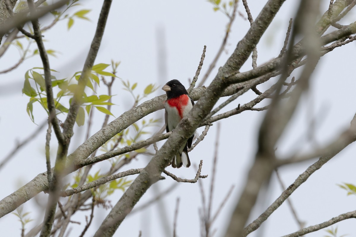 Rose-breasted Grosbeak - ML618050558