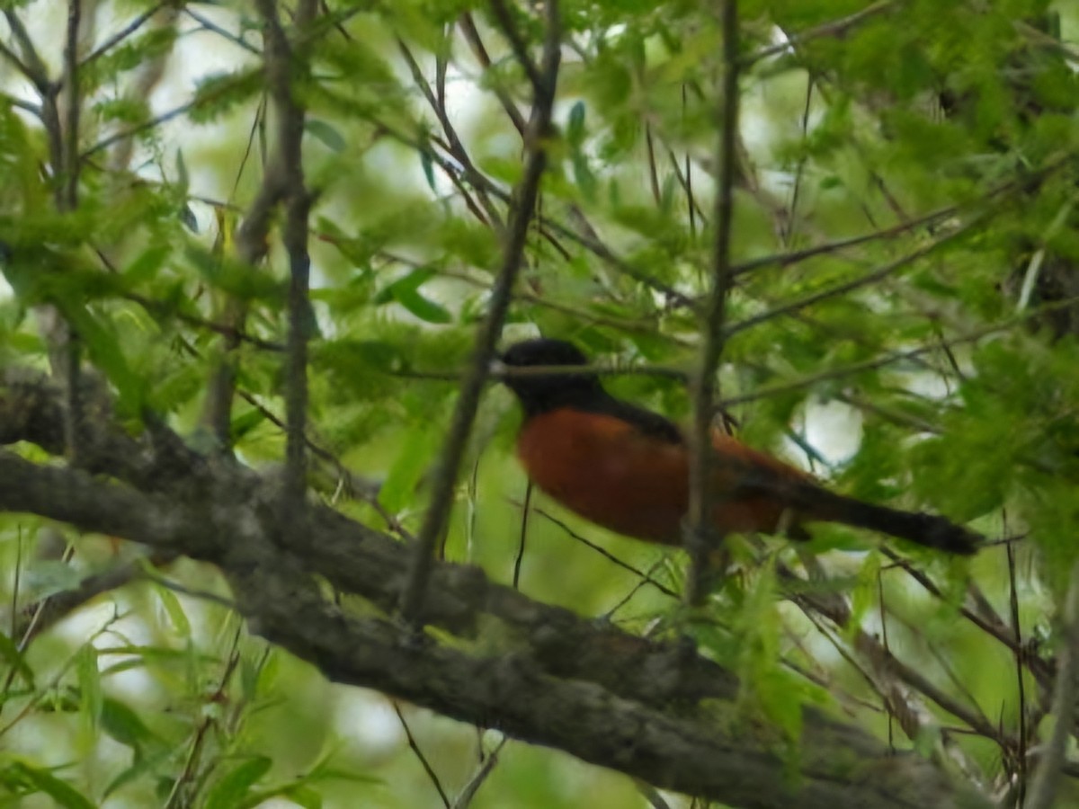 Orchard Oriole - ML618050569