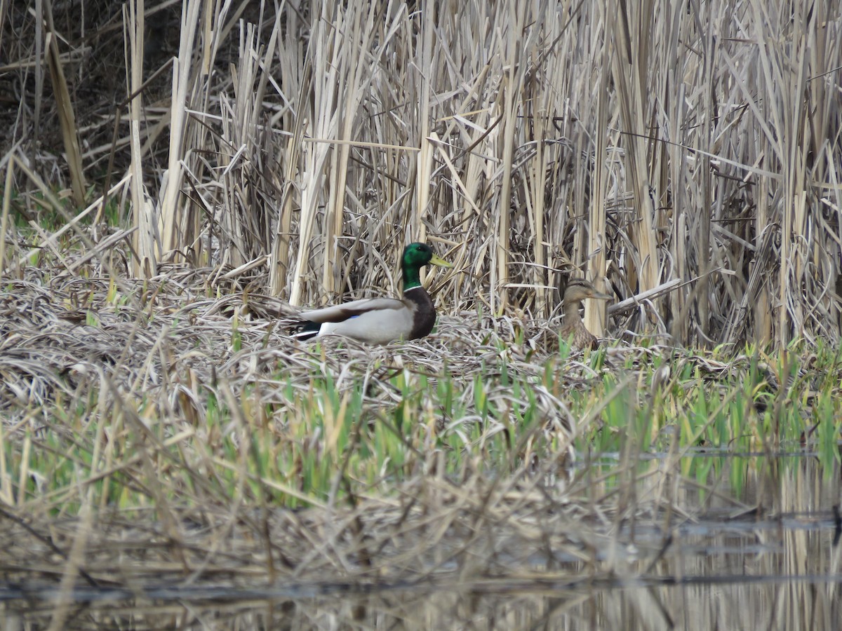 Mallard - ML618050587