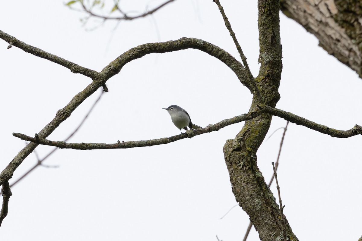 Blue-gray Gnatcatcher - Amy Rangel