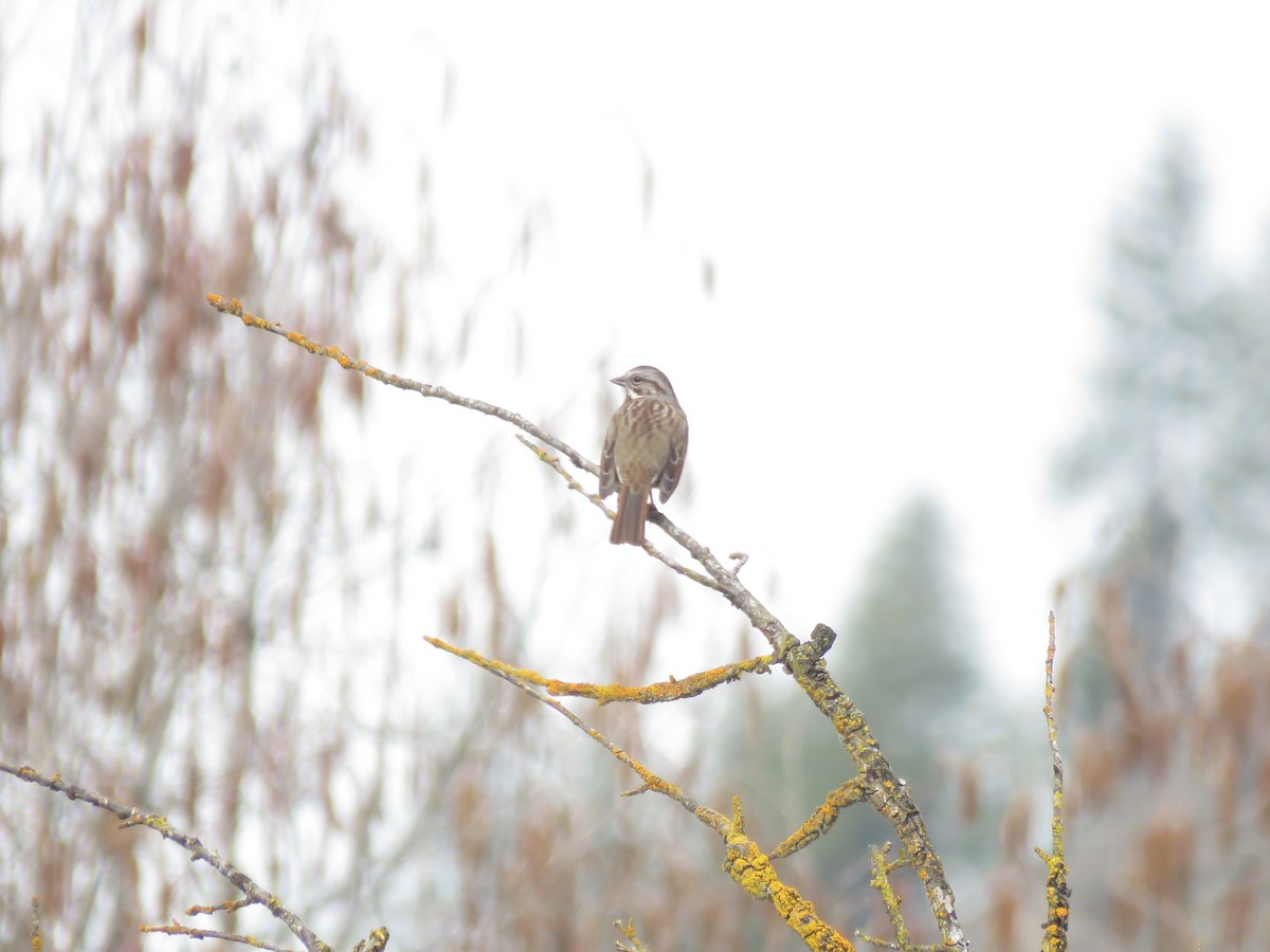 Song Sparrow - ML618050606