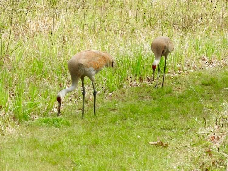 Sandhill Crane - ML618050614