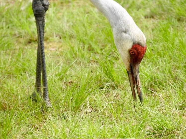 Sandhill Crane - Deanna Uphoff