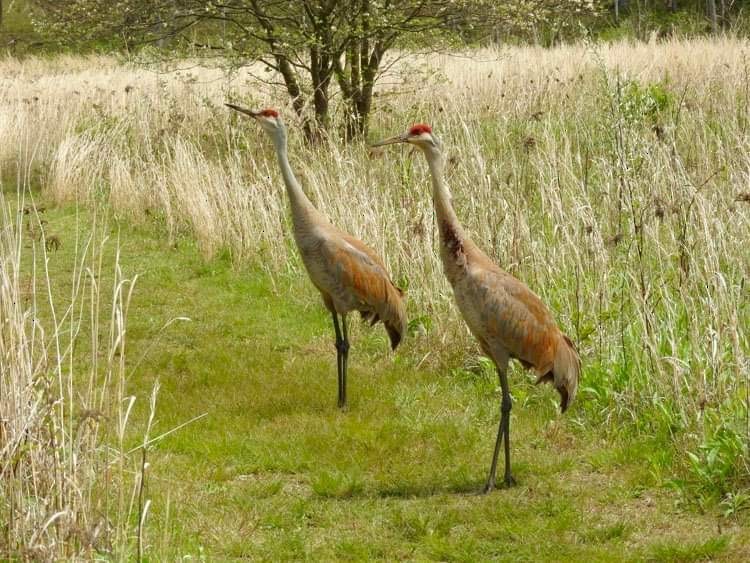 Sandhill Crane - Deanna Uphoff