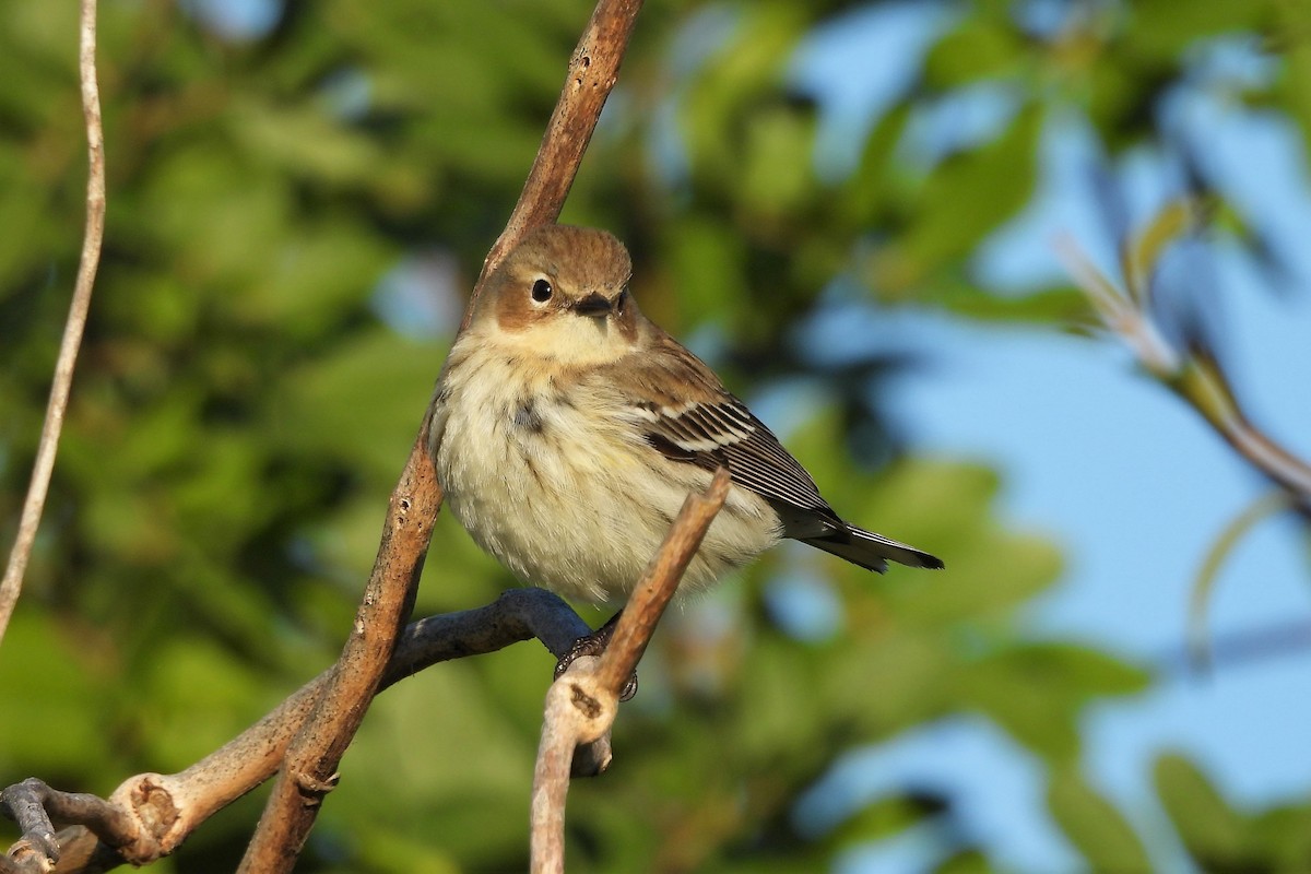 Yellow-rumped Warbler - S. K.  Jones