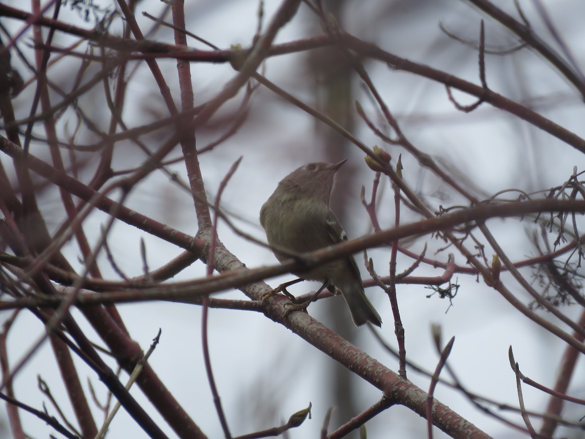 Ruby-crowned Kinglet - ML618050623