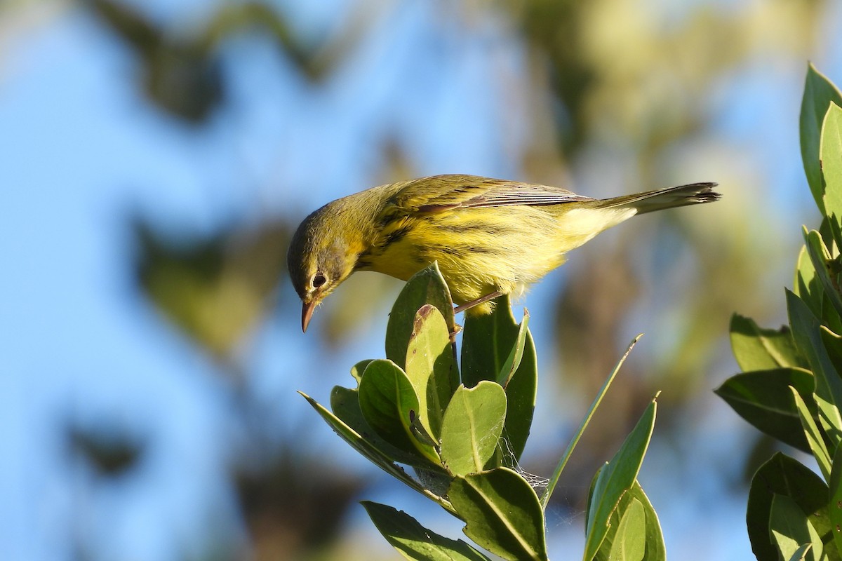 Prairie Warbler - ML618050660