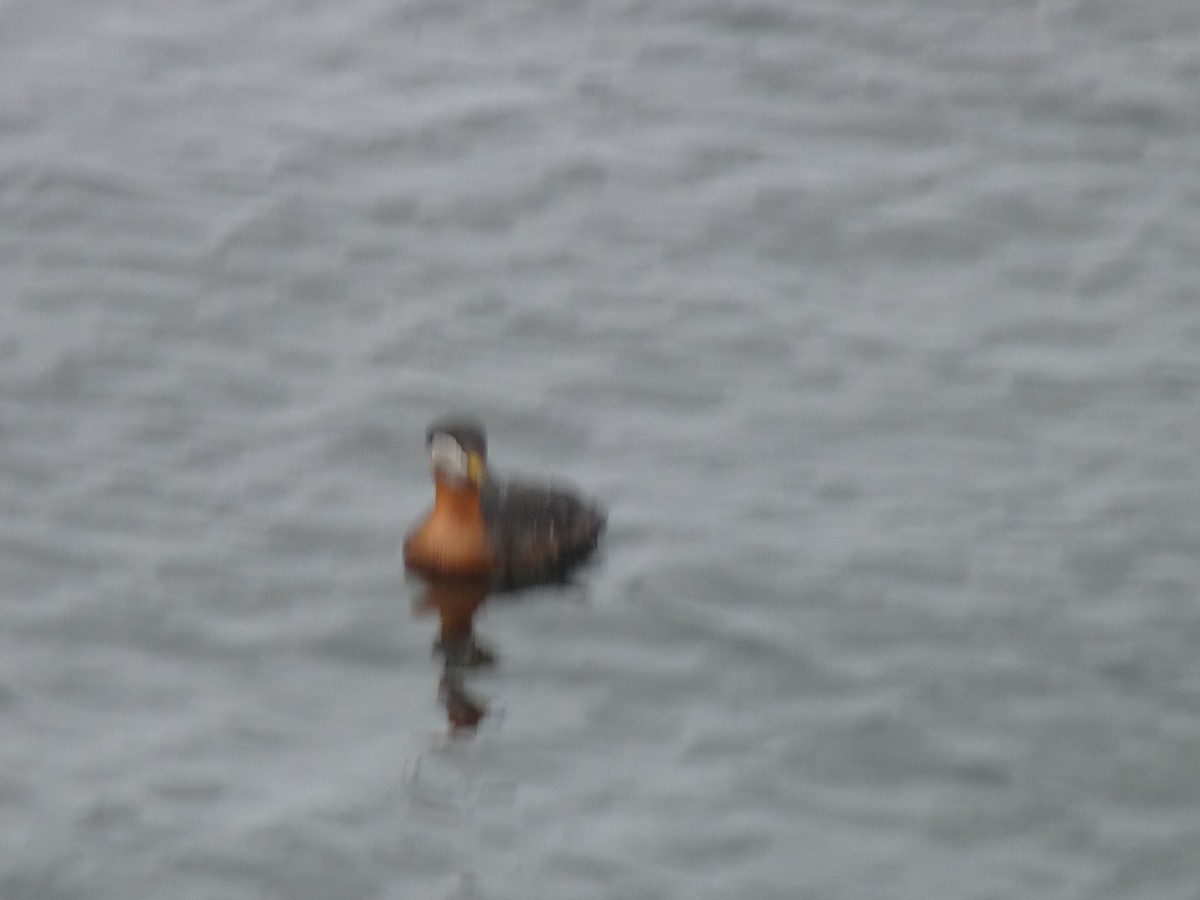 Red-necked Grebe - marc  breuninger