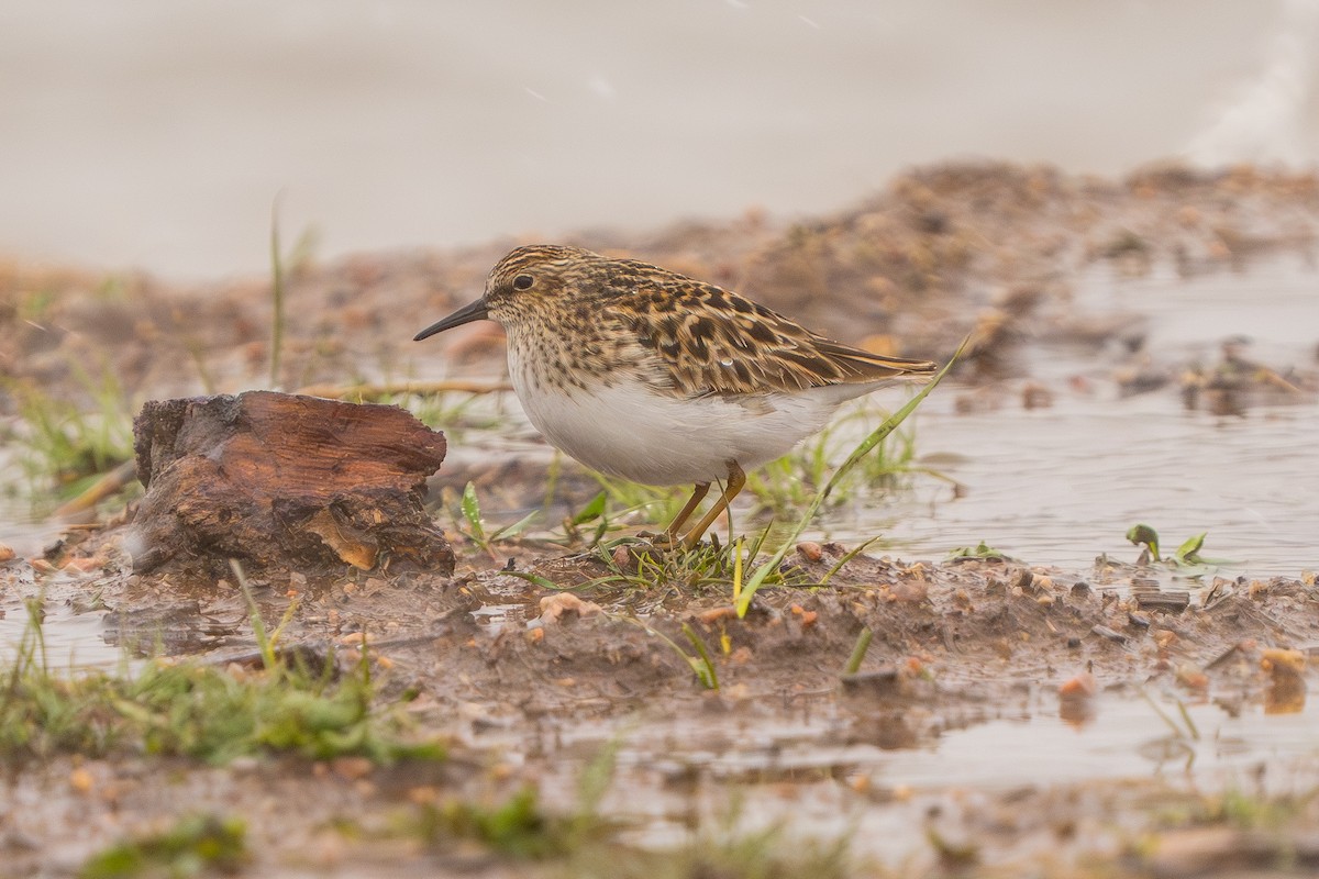 Least Sandpiper - Robert Raker