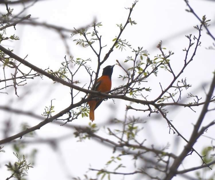 Baltimore Oriole - Deanna Uphoff