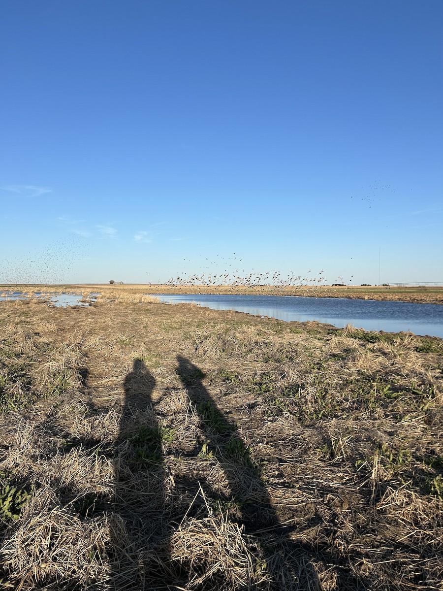 Blue-winged Teal - Maddie Wittstruck