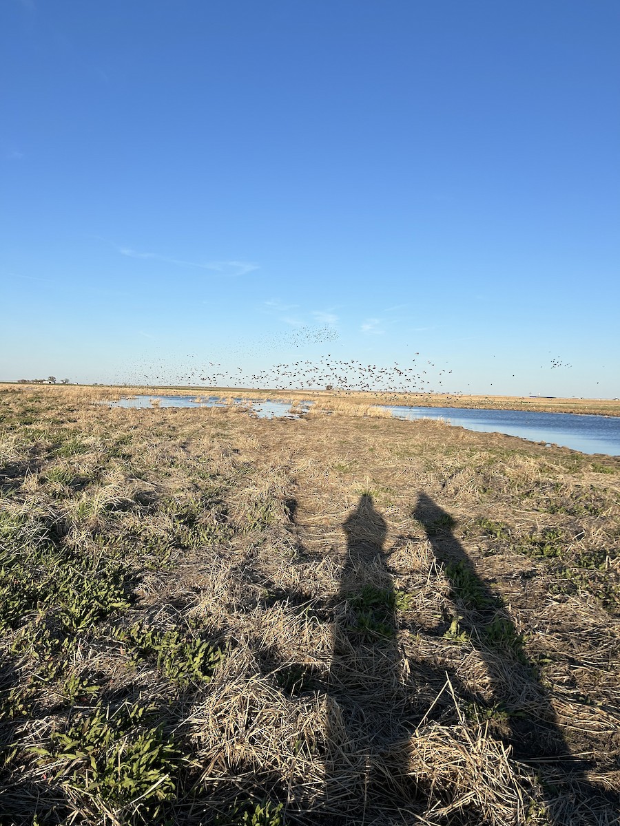 Blue-winged Teal - ML618050670