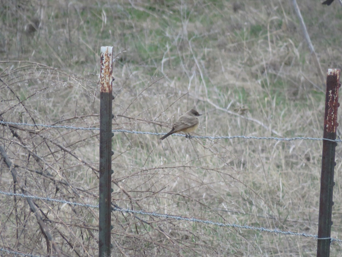 Say's Phoebe - ML618050678