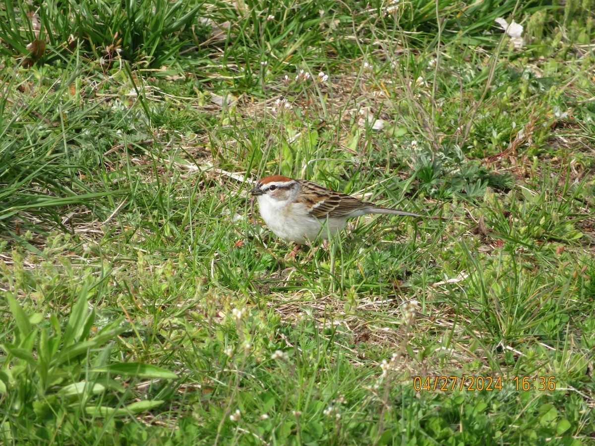 Chipping Sparrow - ML618050697