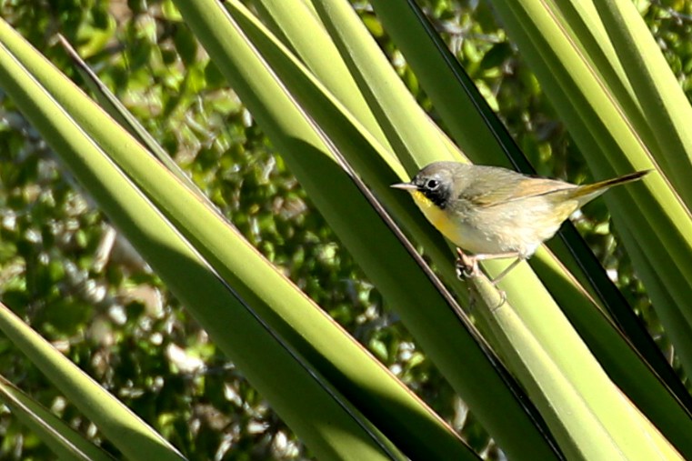 Common Yellowthroat - Henry Mauer