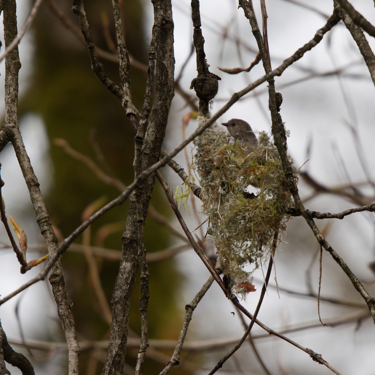 Bushtit - ML618050737