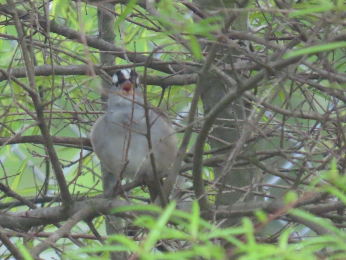 White-crowned Sparrow (Dark-lored) - ML618050762